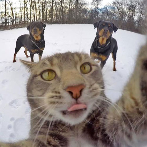 selfi